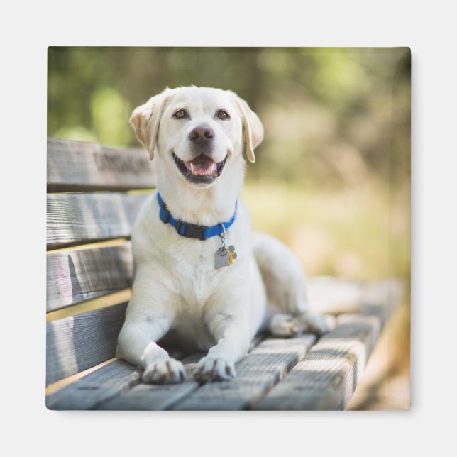 Yellow Labrador Lays On Bench Magnet (Vorne)