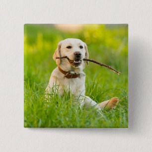 Yellow Labrador Plays mit Stick Button