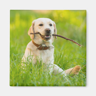 Yellow Labrador Plays mit Stick Magnet