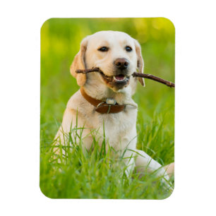 Yellow Labrador Plays mit Stick Magnet