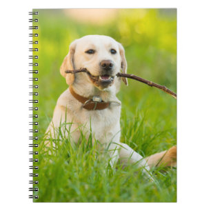 Yellow Labrador Plays mit Stick Notizblock