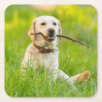Yellow Labrador Plays mit Stick