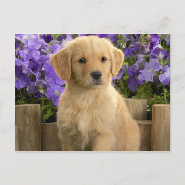 Yellow Labrador Puppy Postkarte (Vorderseite)