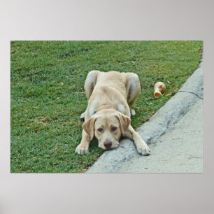 Yellow Labrador Puppy Pouster Poster