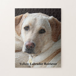 Yellow Labrador Retriever