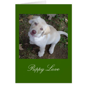Yellow Labrador Retriever für Welpe Liebe