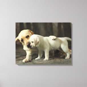 Yellow Labrador Retriever Leinwanddruck