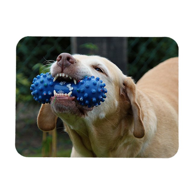 Yellow Labrador Retriever mit Toy Magnet (Horizontal)