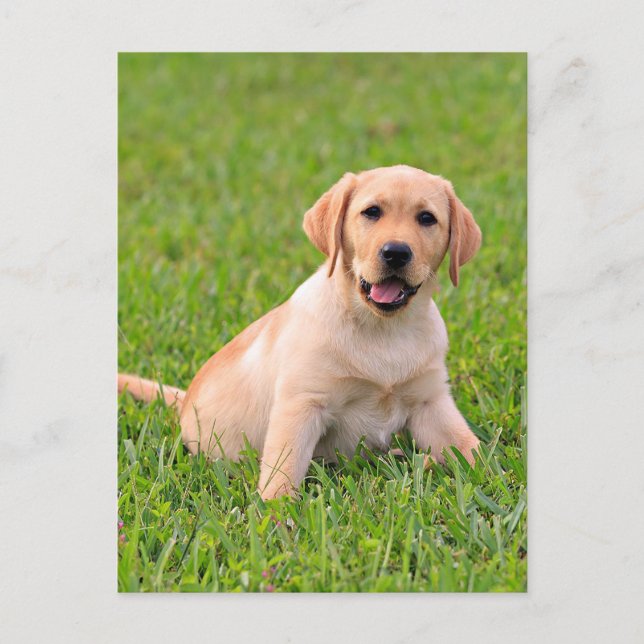 Yellow Labrador Retriever Puppy Dog Postcard Postkarte (Vorderseite)