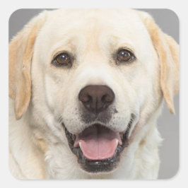 Yellow Labrador Retriever Puppy Hundekleber Quadratischer Aufkleber