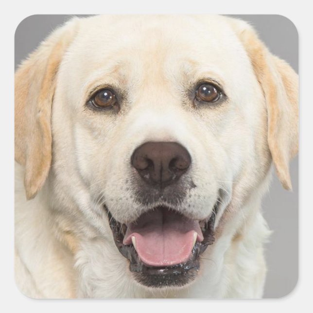 Yellow Labrador Retriever Puppy Hundekleber Quadratischer Aufkleber (Vorderseite)