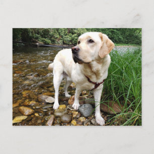 Yellow Labrador Retriever Stately Pose Postkarte