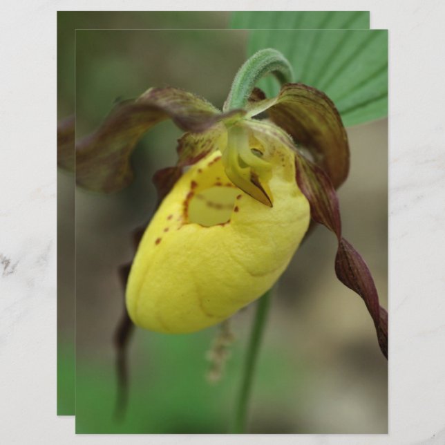 Yellow Lady Slipper Orchid Blume Scrapbook Paper (Vorne/Hinten)