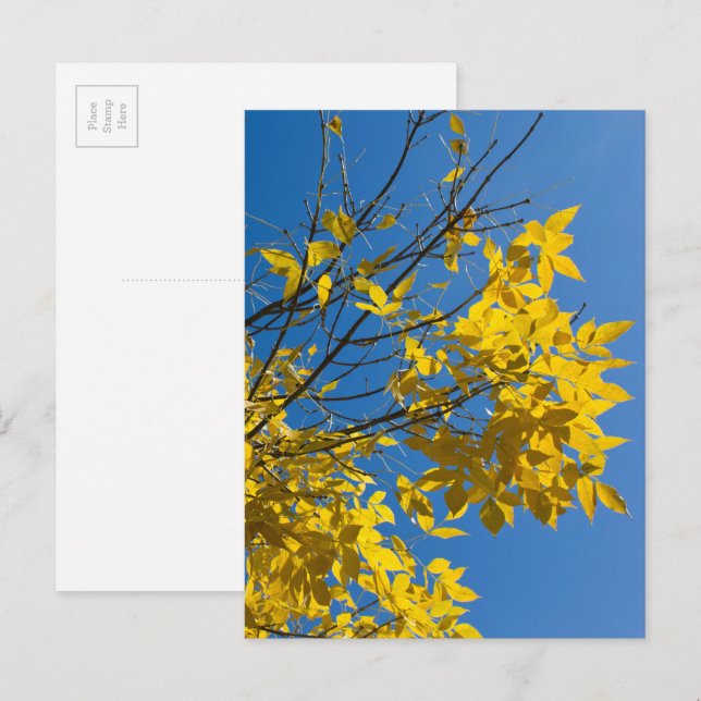 Yellow Leaves Ash Tree Fall Nature Photography Postkarte (Vorne/Hinten)