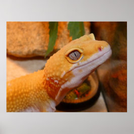 Yellow Leopard Gecko Lizard Poster