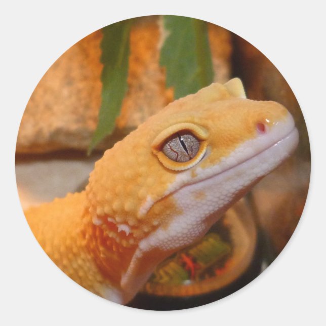 Yellow Leopard Gecko Lizard Runder Aufkleber (Vorderseite)
