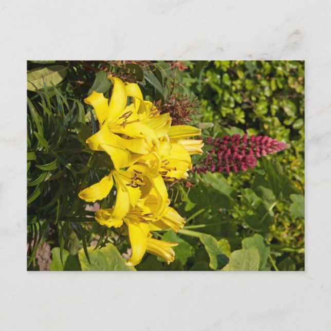 Yellow Lilies Postkarte (Vorderseite)