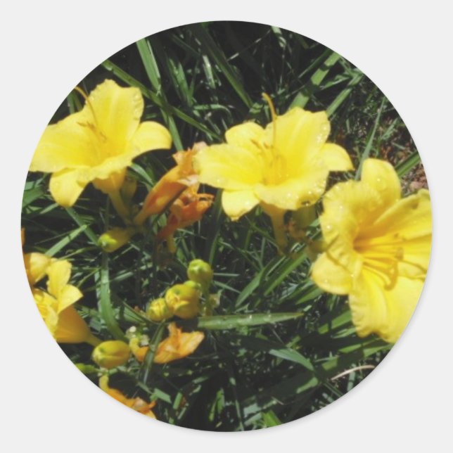 Yellow Lilies Sticker (Vorderseite)