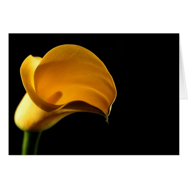 Yellow Lilly (Vorderseite (Horizontal))
