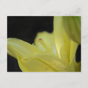 Yellow Lily by Shirley Taylor Postkarte