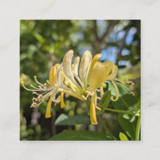 Yellow Macro Honeysuckle Quadratische Visitenkarte