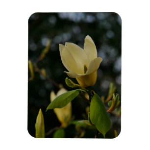 Yellow Magnolia Magnet