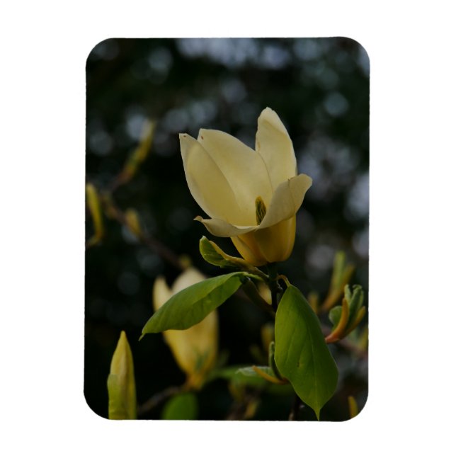 Yellow Magnolia Magnet (Vertikal)