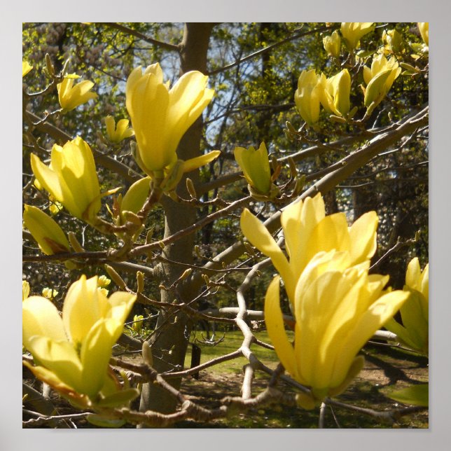 Yellow Magnolia Tree Poster (Vorne)