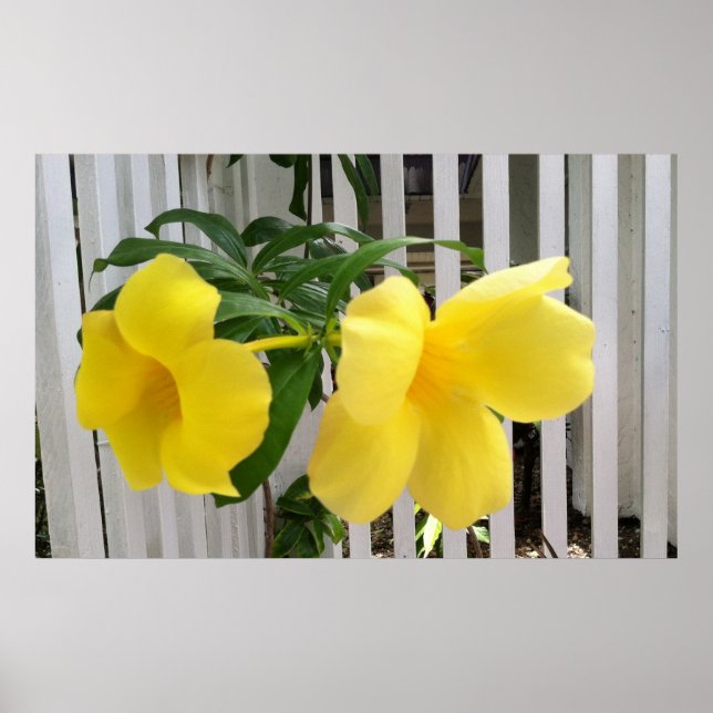 Yellow Mandevilla Poster (Vorne)