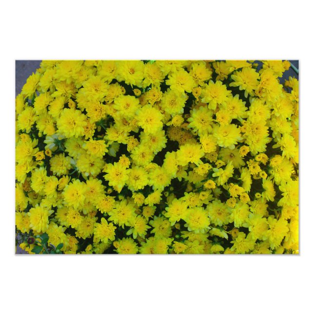 Yellow Margarita Daisy Blume Foto Print (Vorne)