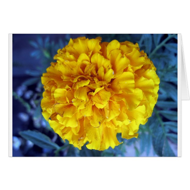 Yellow Marigold (Devant horizontal)