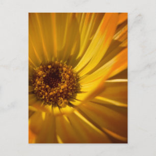 Yellow Marigold Gelbe Ringelblume Postkarte