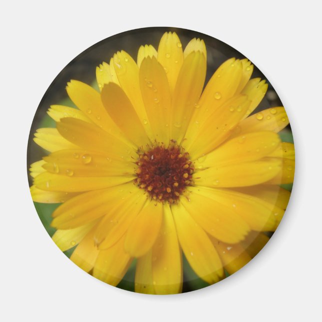 Yellow Marigold Macro Magnet (Vorne)