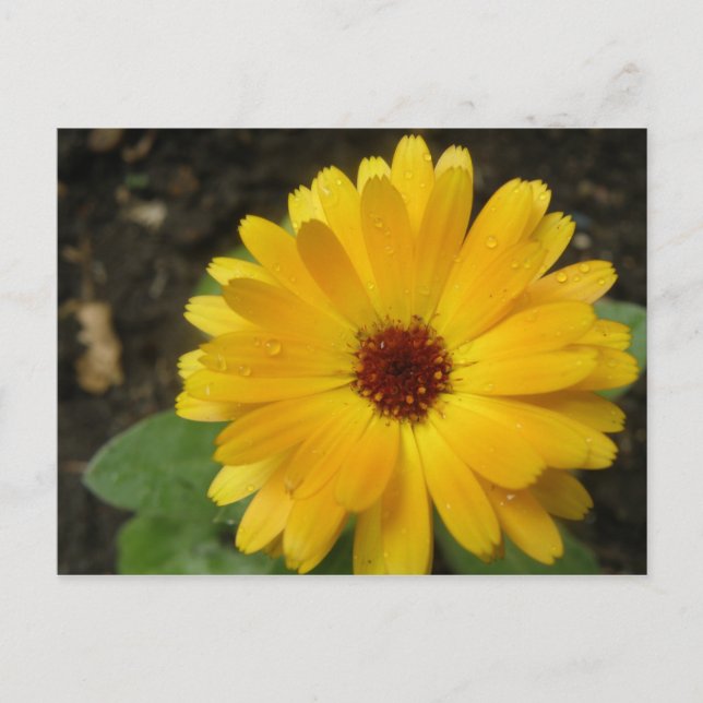 Yellow Marigold Macro Postcard Postkarte (Vorderseite)