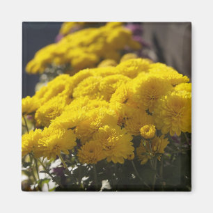 Yellow marigolds bask in sunlight magnet