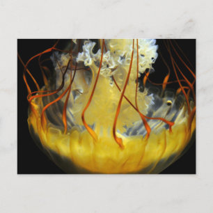 Yellow Medusa Jellyfish Postkarte