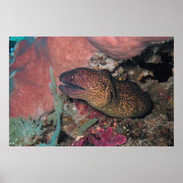 Yellow Moray Poster (Vorne)
