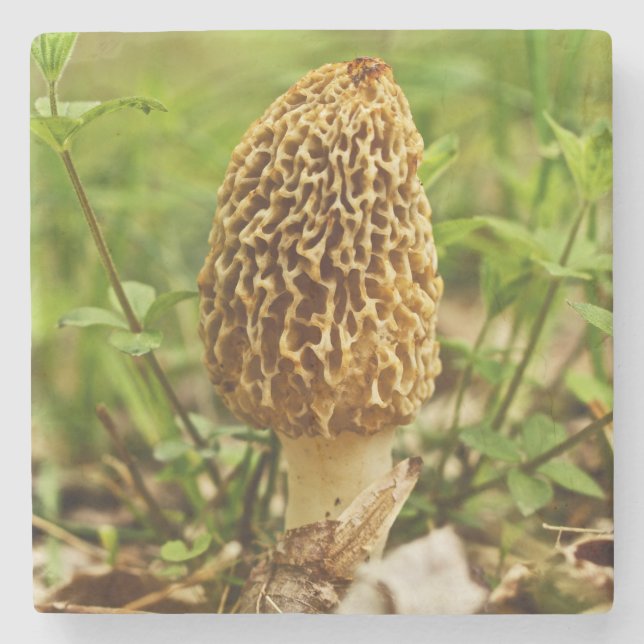 Yellow Morel Mushroom Steinuntersetzer (Vorderseite)