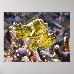 Yellow Morph Leaf Scorpionfish Poster