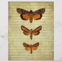 Yellow Moths & Stripes Scrapbook Paper