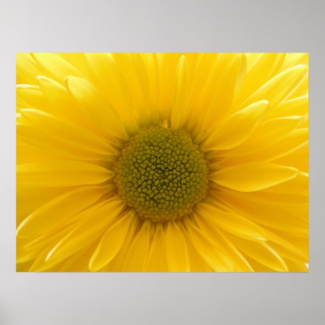 Yellow Mum Poster (Vorne)