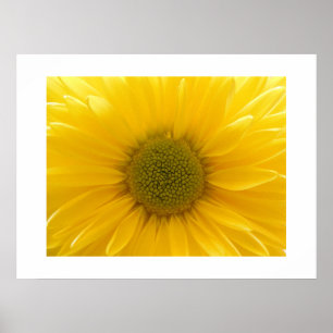 Yellow Mum Poster