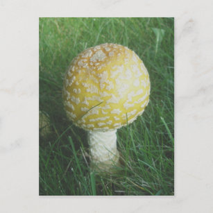 Yellow Mushroom #4 Postkarte