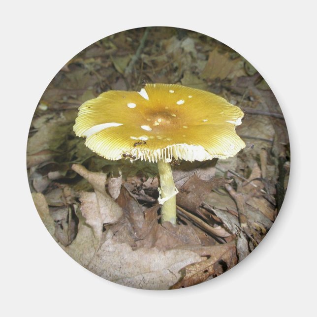 Yellow Mushroom Magnet (Vorne)