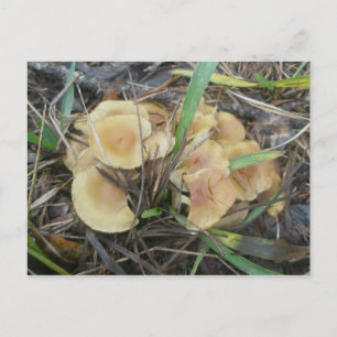 Yellow Mushroom OBX Postkarte