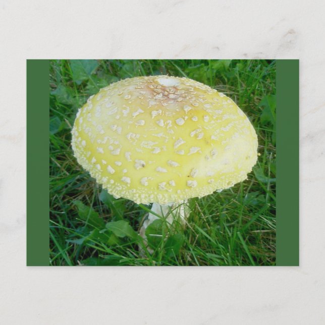 Yellow Mushroom Postcard #3 Postkarte (Vorderseite)