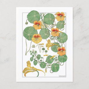 Yellow Nasturtiums   Antiker Lithograph 1896 Postkarte