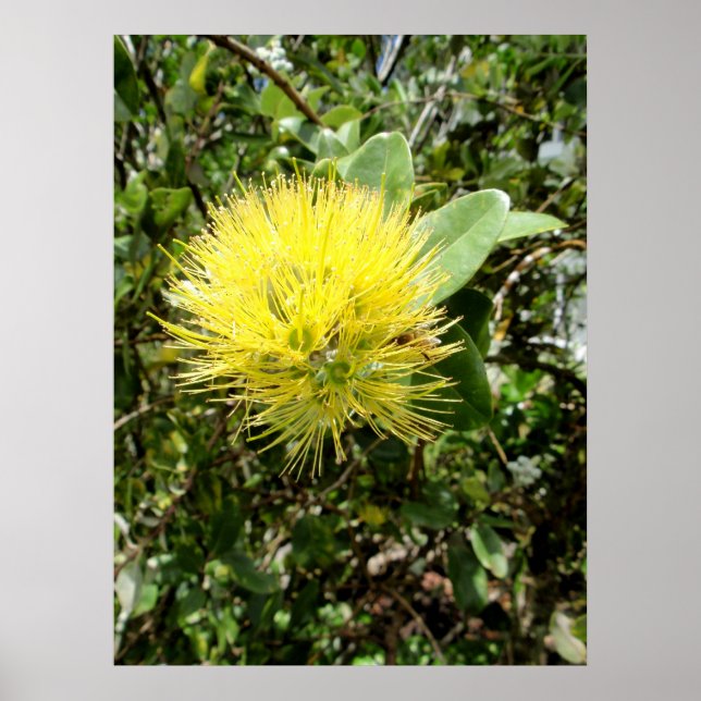 Yellow Ohia Lehua Poster (Vorne)