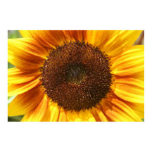 Yellow, Orange, and Brown Sunflower Closeup Poster