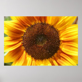Yellow, Orange, and Brown Sunflower Closeup Poster